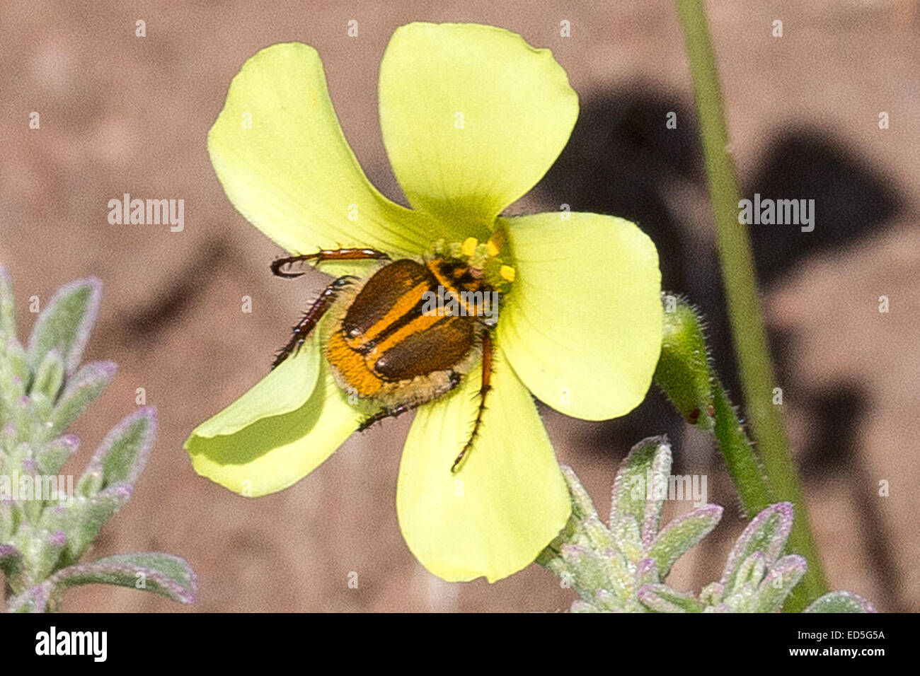Beetle eating pollen/nectar Wildflower, Postberg Section, West Coast