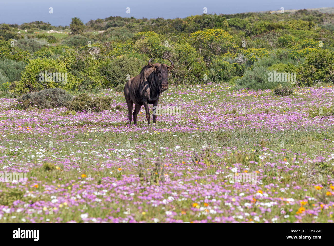 Blue Wildebeest, Postberg Section, West Coast National Park, Western Cape, South Africa Stock Photo