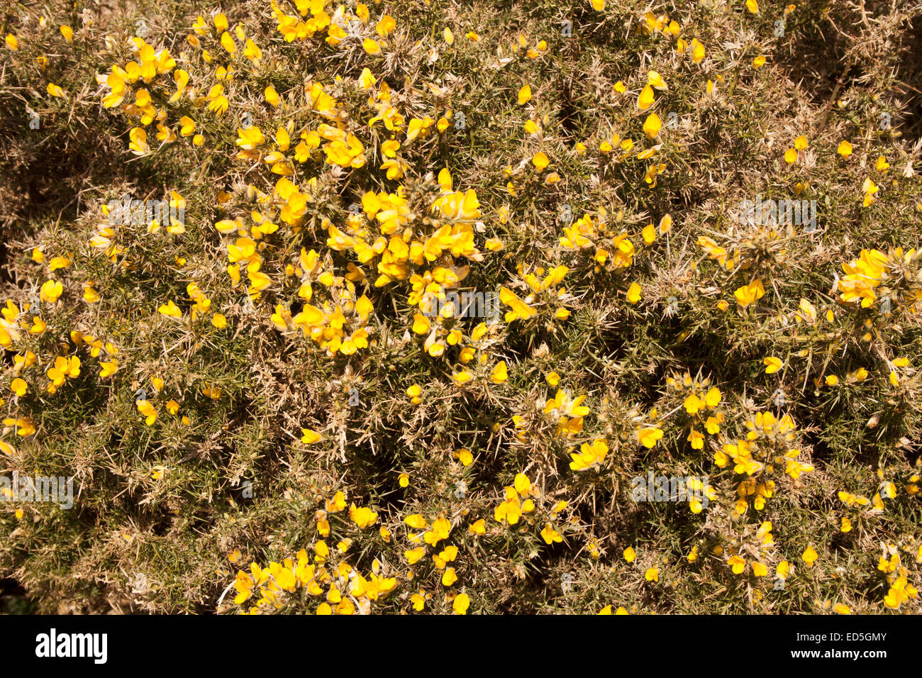 Gorse yellow bush in Co. Cork, Ireland Stock Photo Alamy