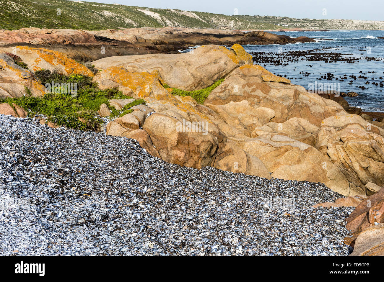White Mussels shells, Columbine Nature Reserve, Paternoster, Western Cape, South Africa Stock Photo