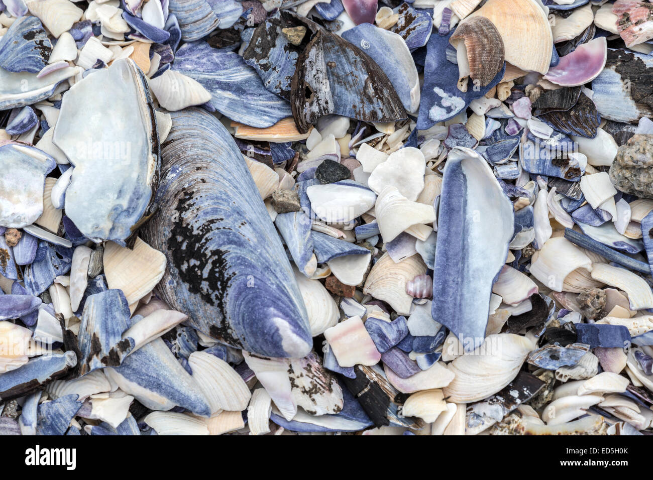 White Mussel shells, Britannia bay, Western Cape, South Africa Stock Photo