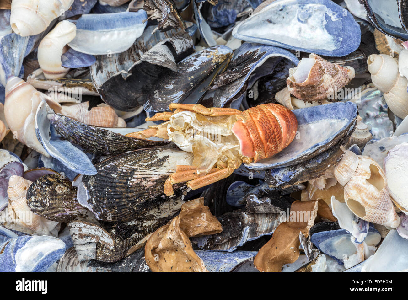 Crayfish, whelks and White Mussel shells, Britannia bay, Western Cape, South Africa Stock Photo