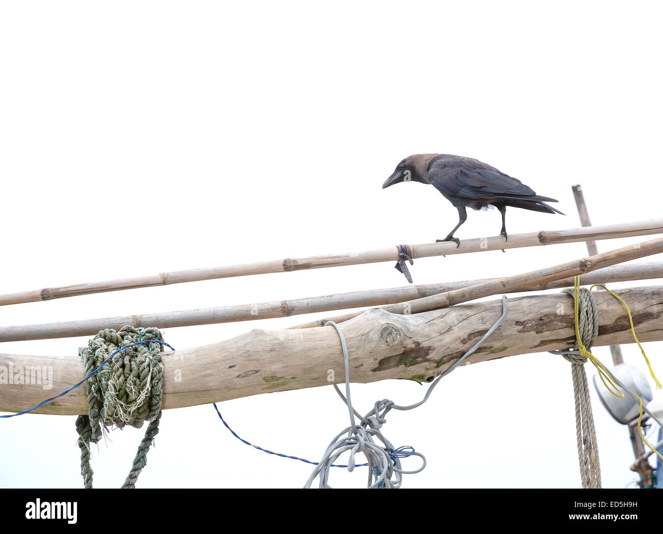 Black raven on wooden mast on white sky Stock Photo