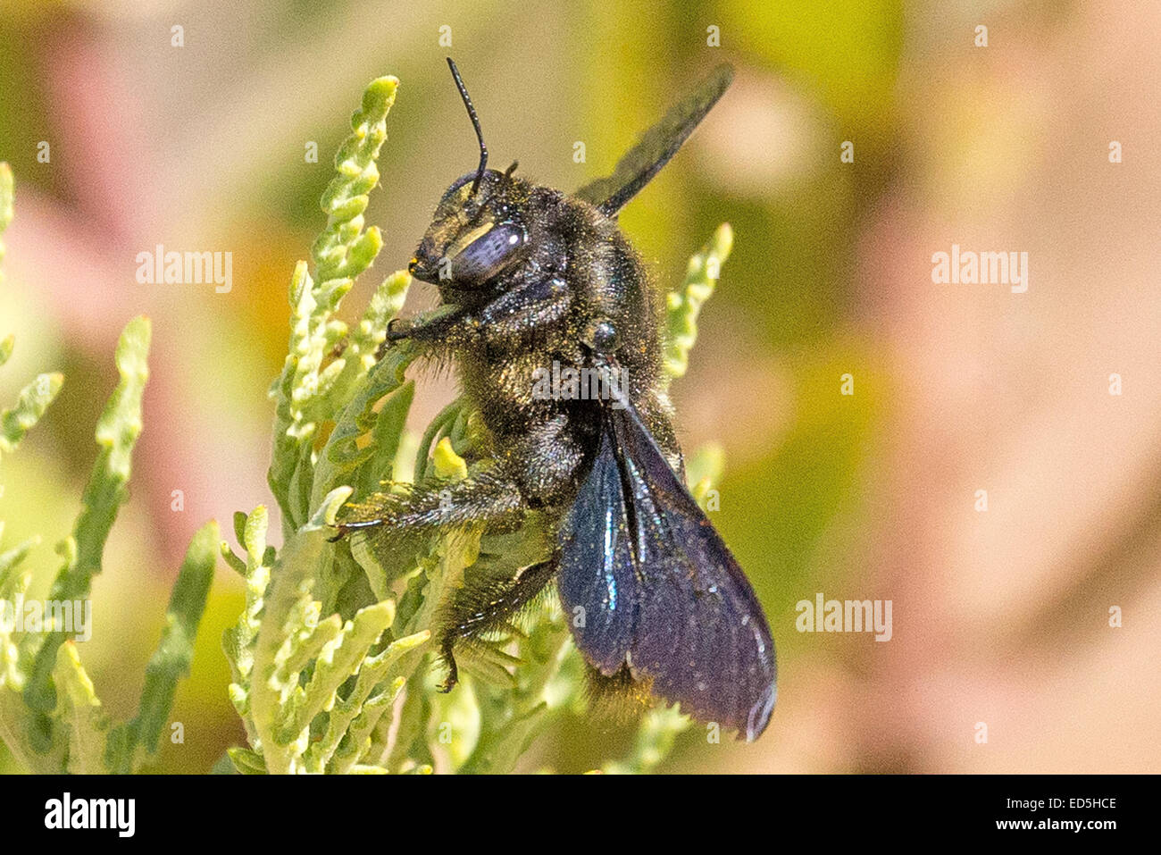 Giant African Carpenter bee, Xylocopa (Mesotrichia) Westwood , Pakhuis Pass to Heuningvlei, Cederberg mountains, Western Cape, South Africa Stock Photo