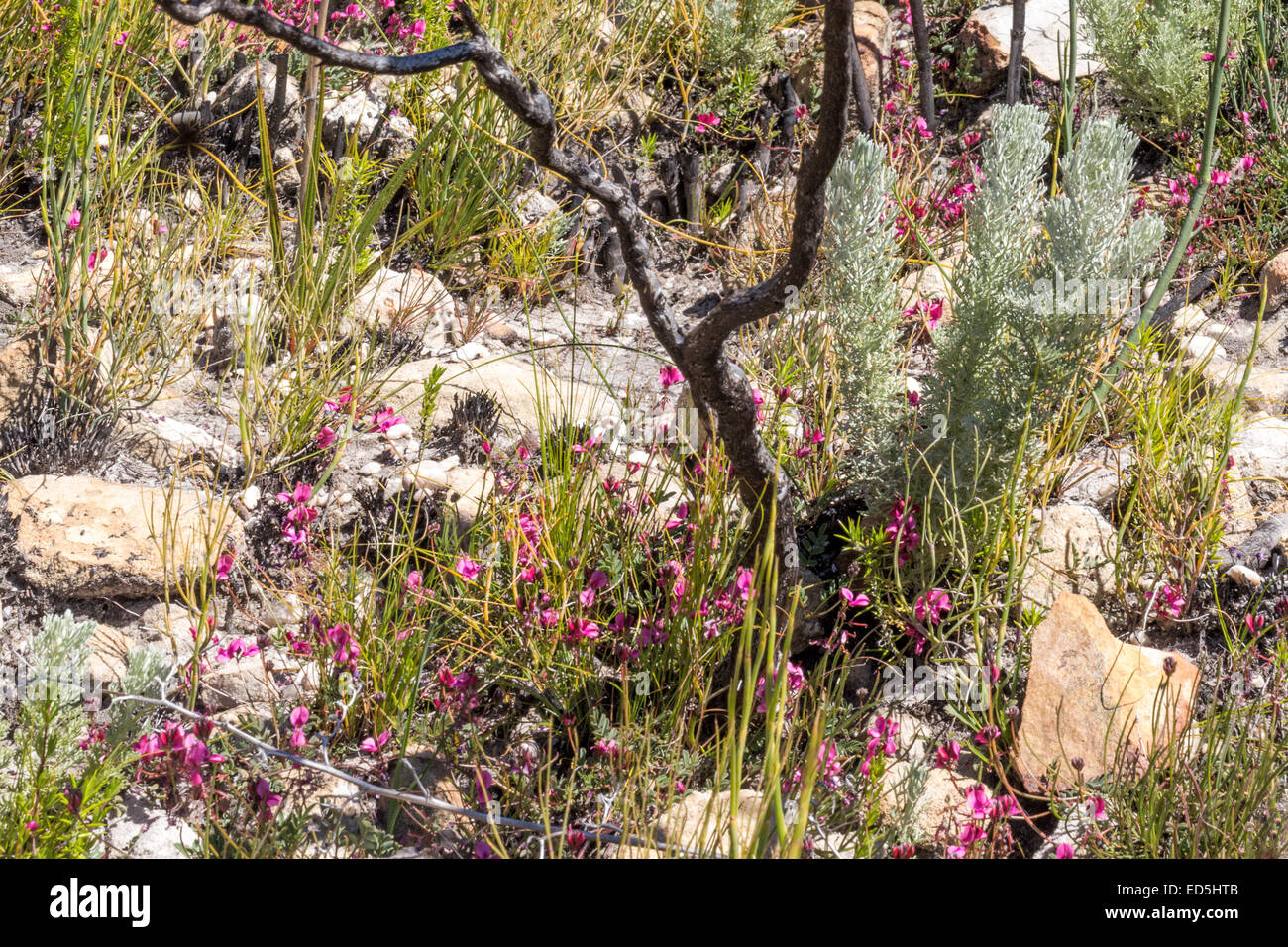 Wildflowers, springtime, Pakhuis Pass to Heuningvlei, Cederberg mountains, Western Cape, South Africa Stock Photo