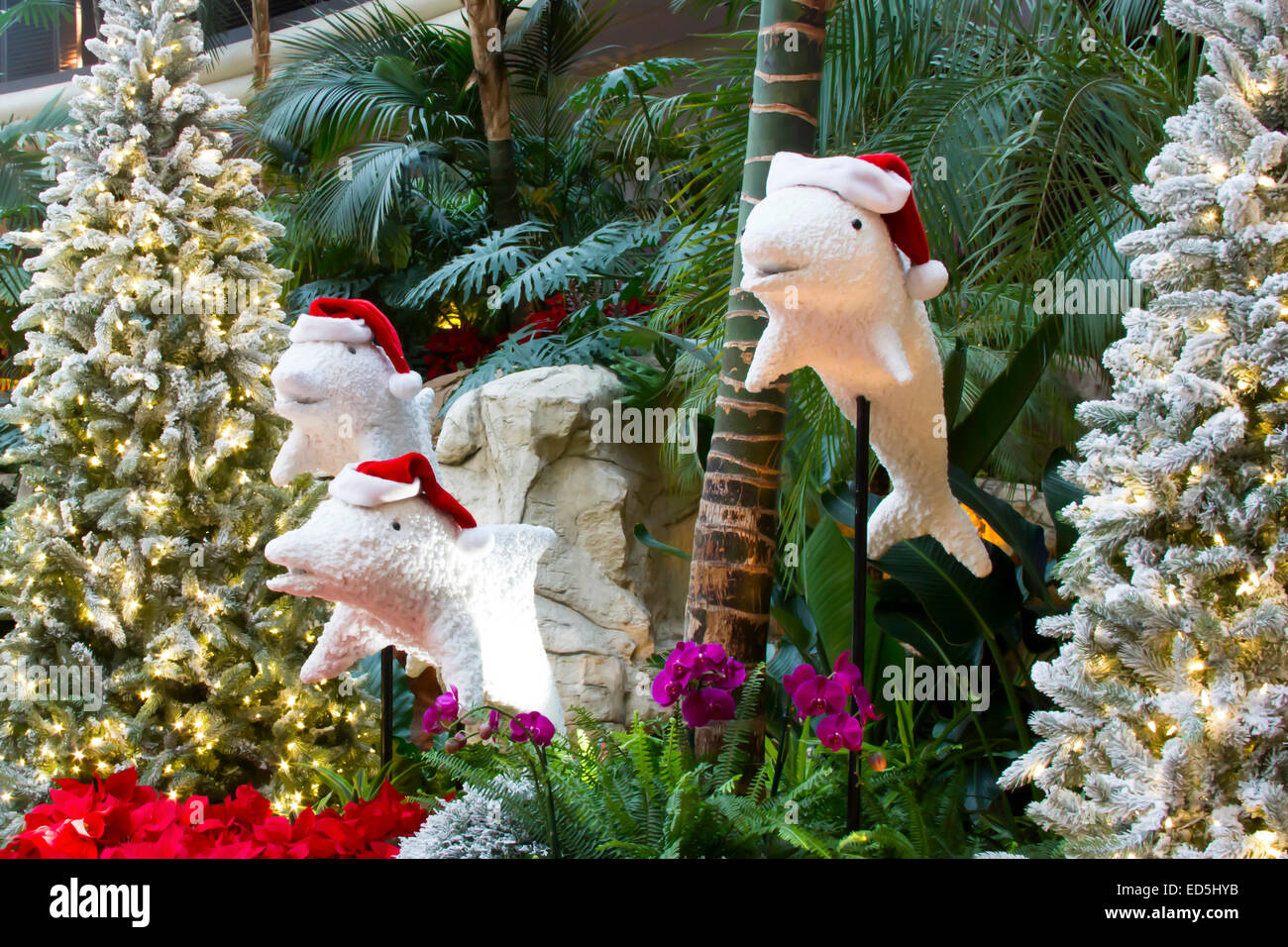 Dolphins decorated with santa hats surrounded by christmas trees and flowers Stock Photo