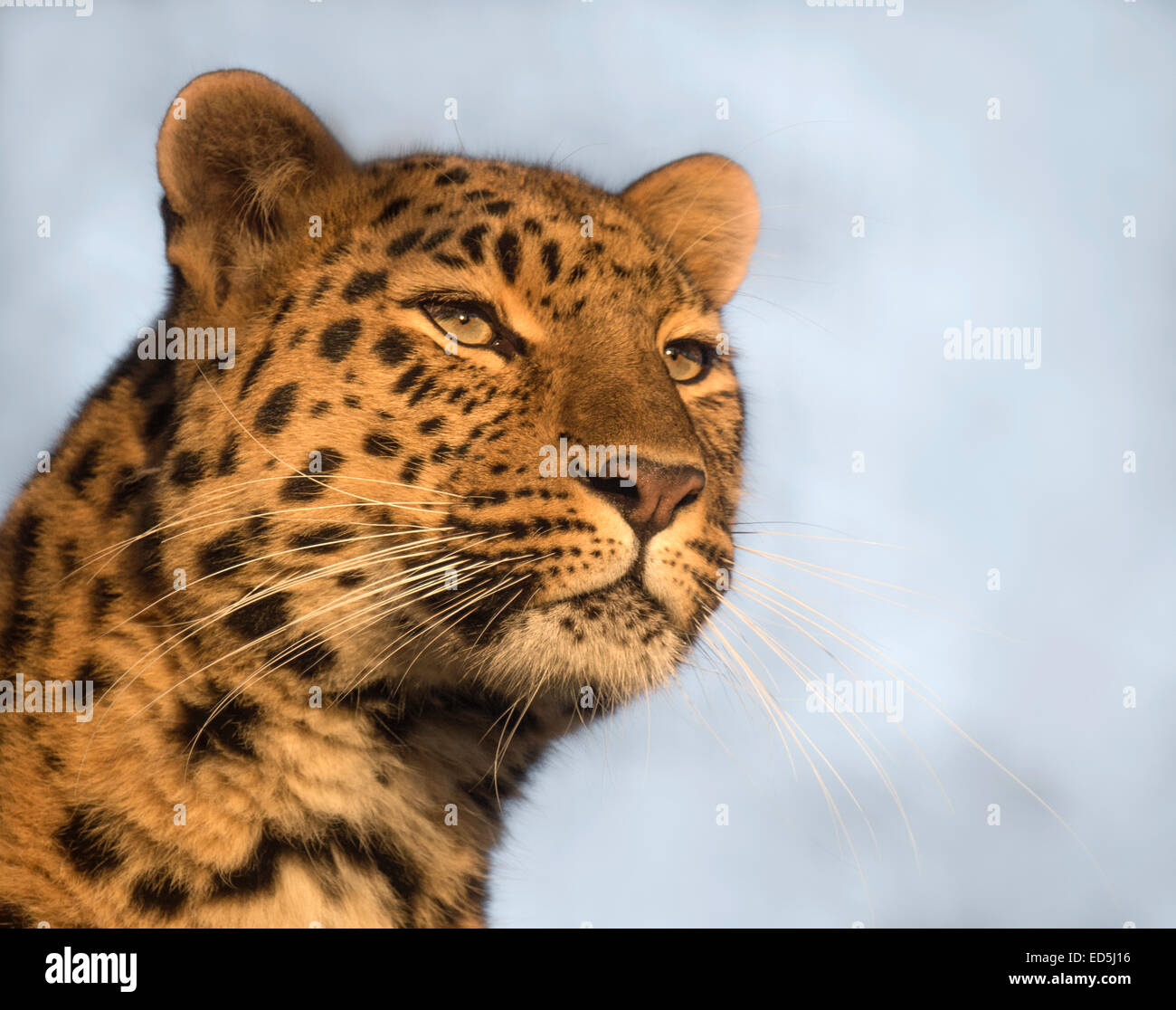 Female Amur leopard (face shot) Stock Photo