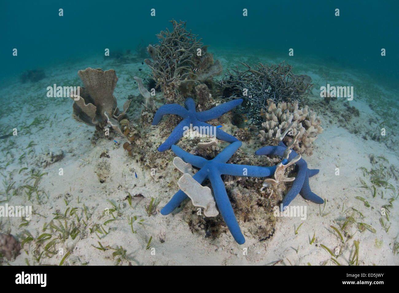 A trio of blue starfish (Linkia laevigata) cling to a small coral bommie growing near Alor, Indonesia. Stock Photo