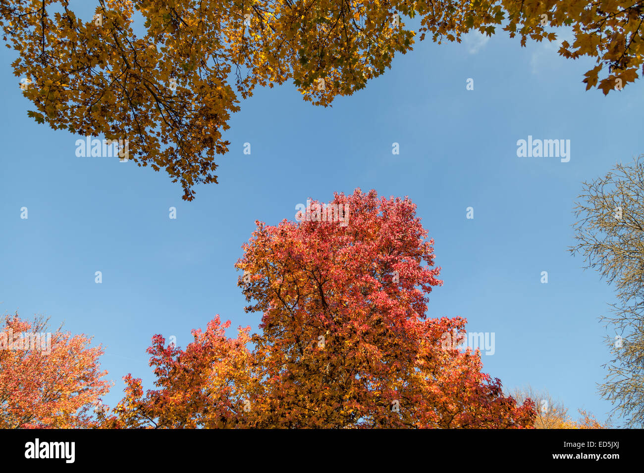 autumn trees in sky background Stock Photo - Alamy