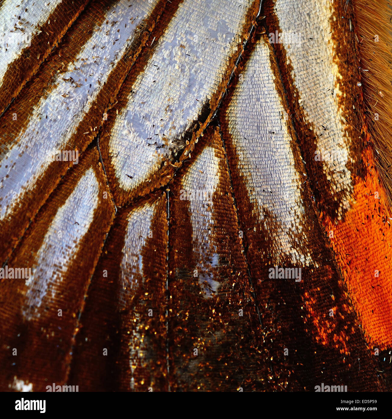 Macro closeup of butterfly wing background Stock Photo - Alamy