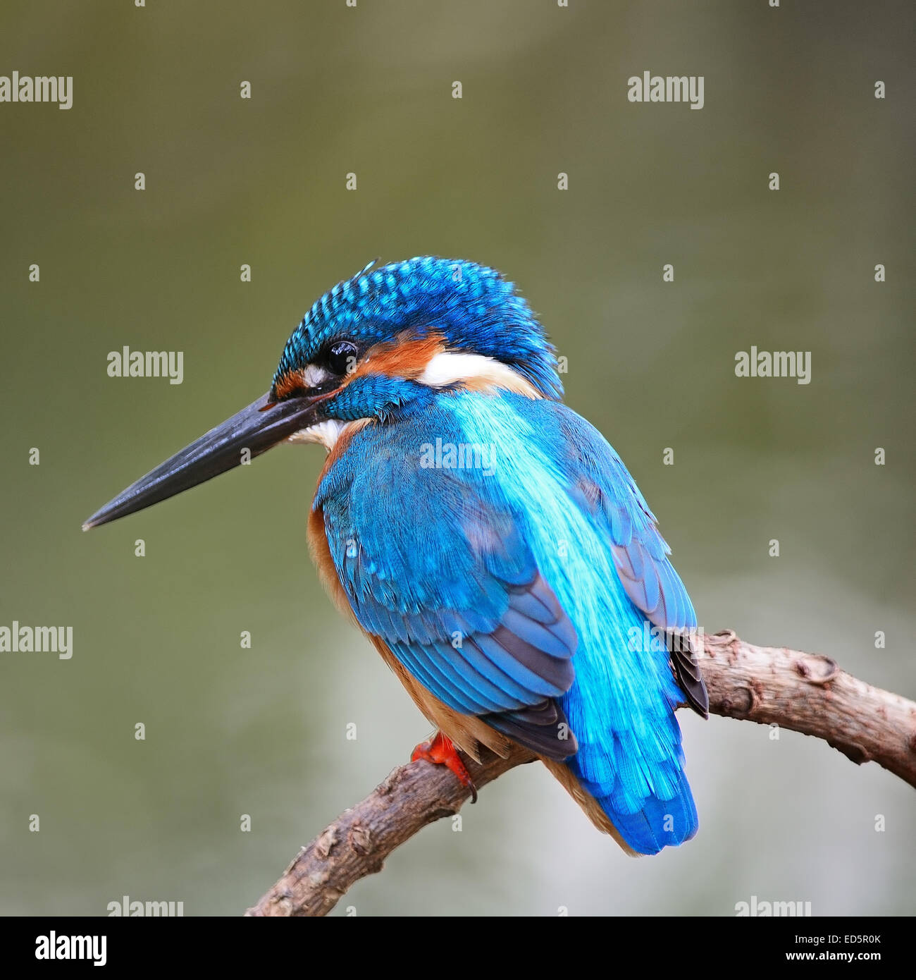 Colorful blue Kingfisher bird, male Common Kingfisher (Alcedo atthis