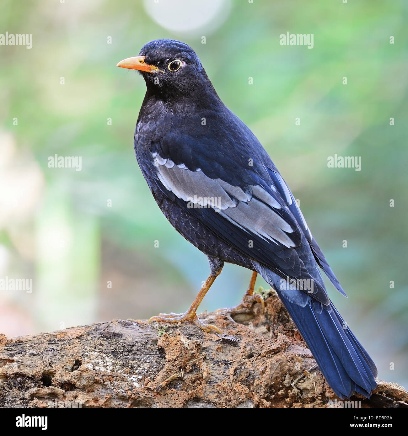 Beautiful black bird, male Grey-winged Blackbird (Turdus boulboul ...