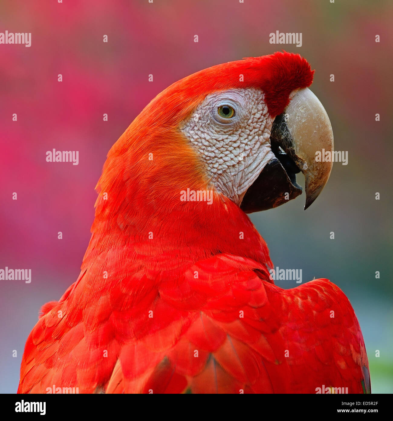 Colorful Scarlet Macaw aviary, back profile Stock Photo