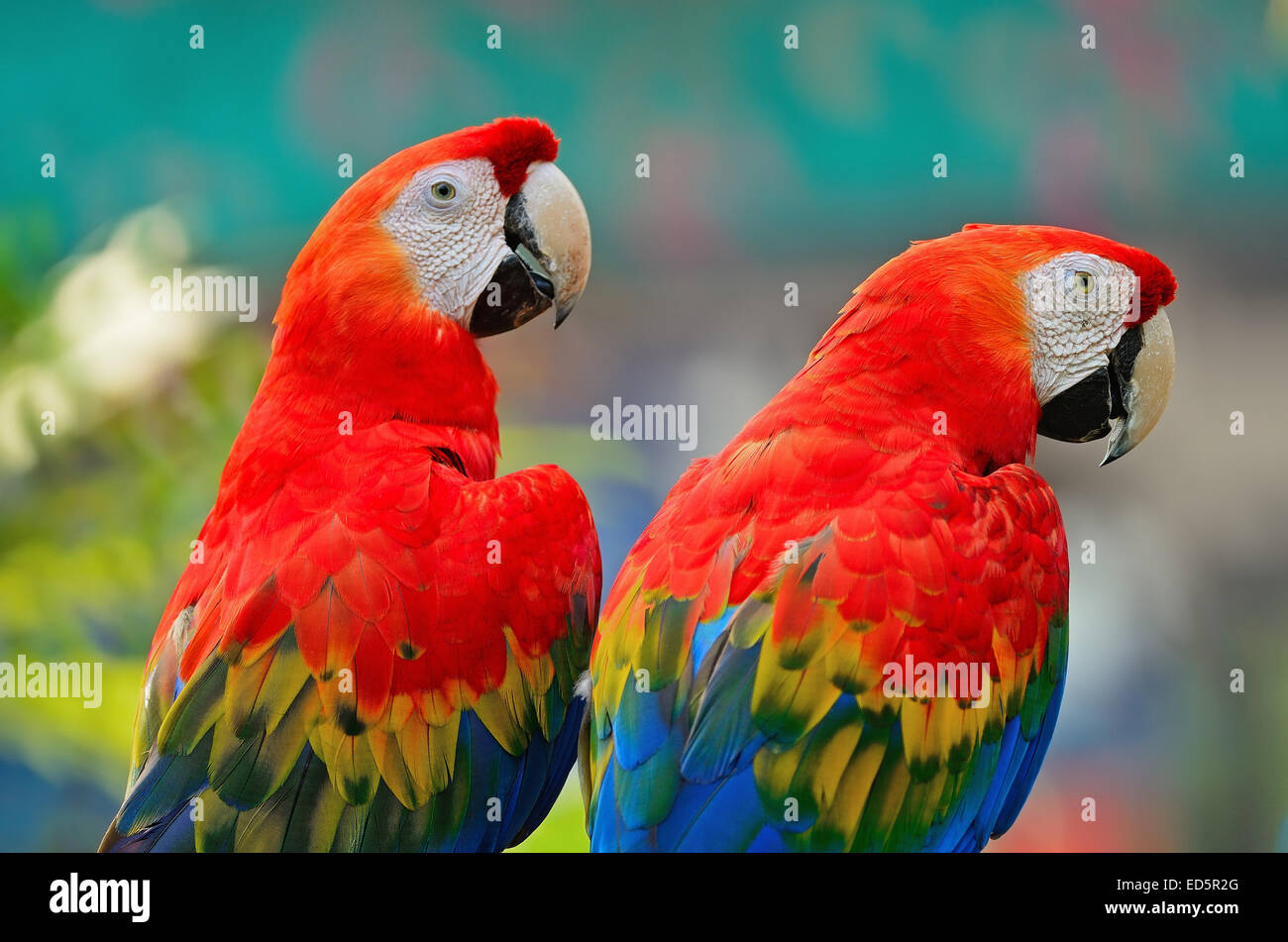 Couple of colorful Scarlet Macaw aviary, back profile Stock Photo