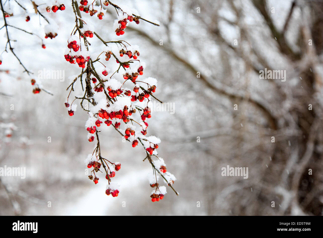 Suburban landscape covered with first pure snow Stock Photo