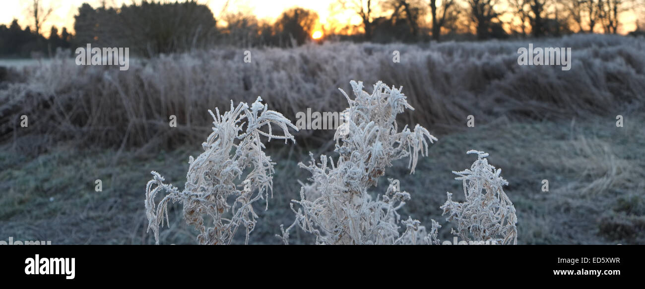 Wallingford, Oxfordshire, UK. 29th December, 2014. UK weather. Below freezing temperatures overnight mean a frosty start to the day at Wallingford, Oxon. Credit:  stuart emmerson/Alamy Live News Stock Photo