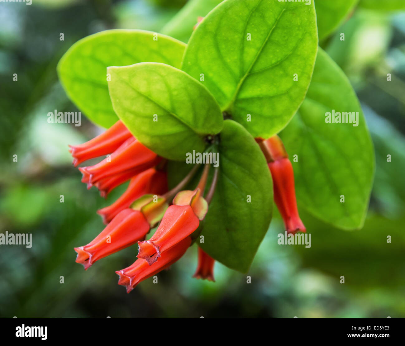 red tropical flowers natural background jungle theme stock photo