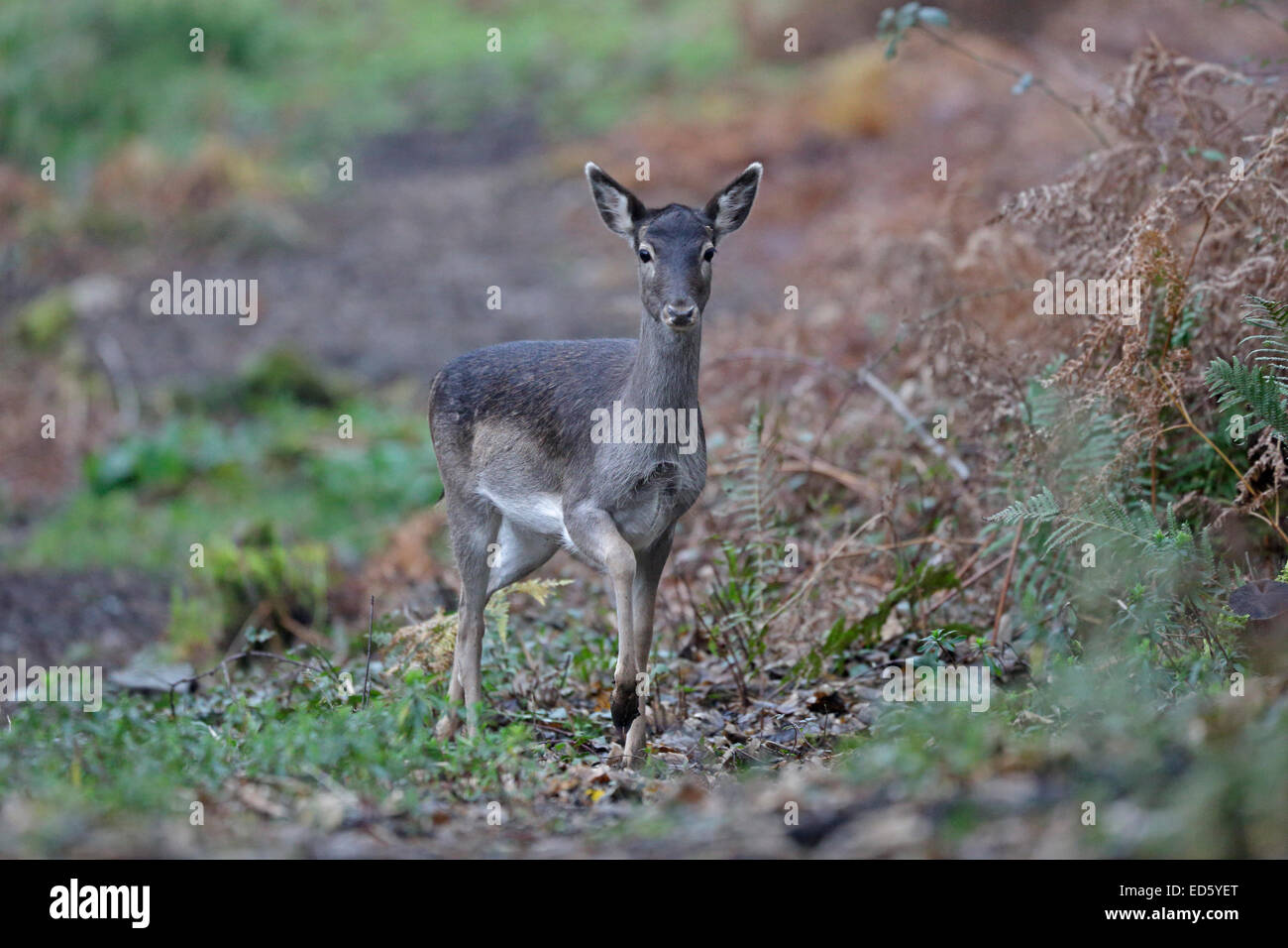 Female fallow deer in winter coat Stock Photo