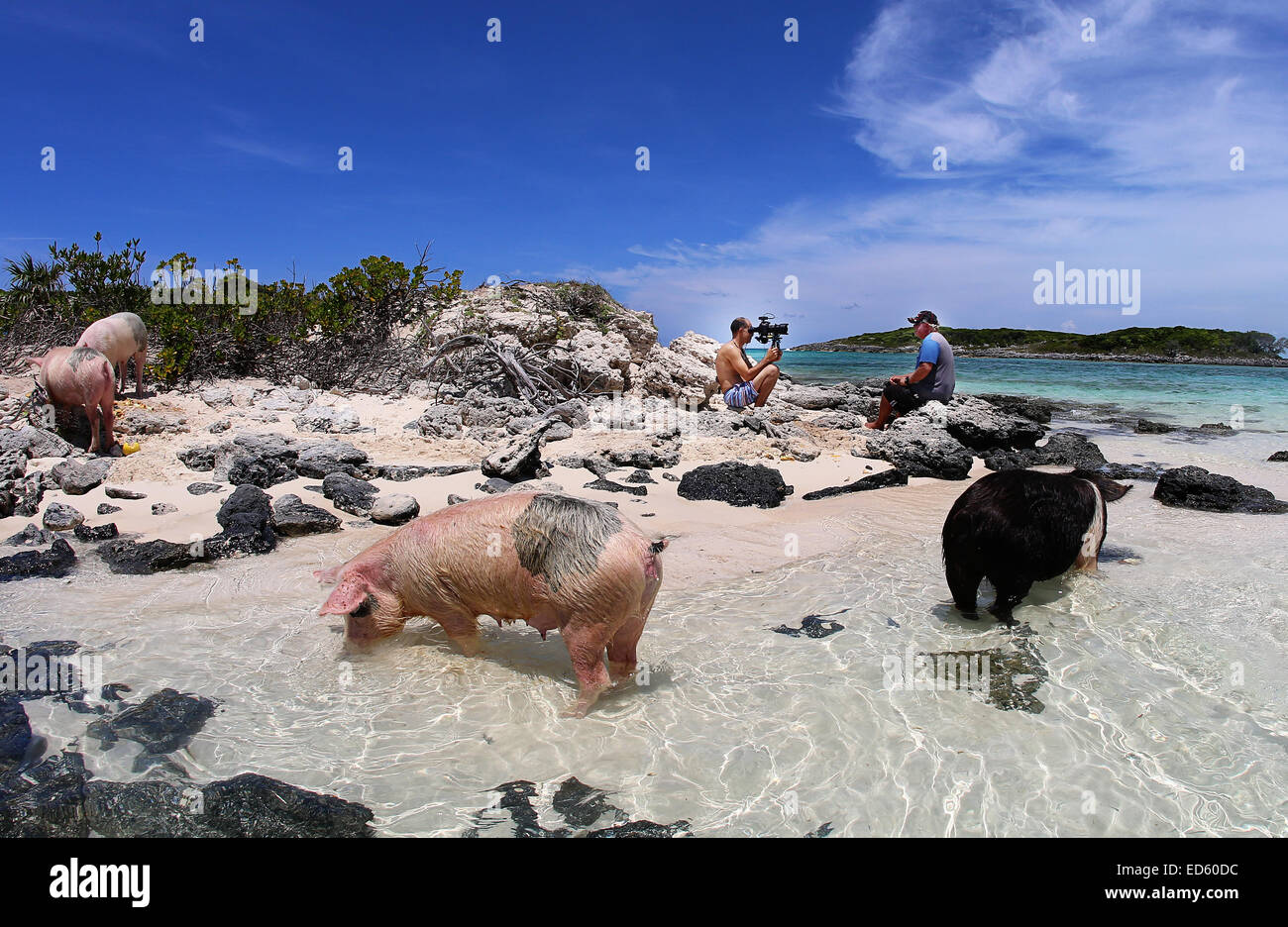 Свинья кайфует. Остров Пиг Бич Багамы. Остров Эксума Багамы свинки. Багамские острова свинки. Пиг-Бич остров свиней.