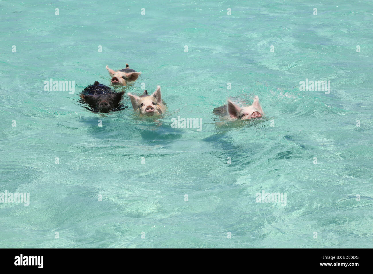 Is this hog heaven? The adorable swimming pigs of Exuma are swiftly becoming the latest social media sensation to hit the net, and a quick YouTube search will yield video after video of people ‘swimming with the pigs’.  After capturing the hearts of pop s Stock Photo