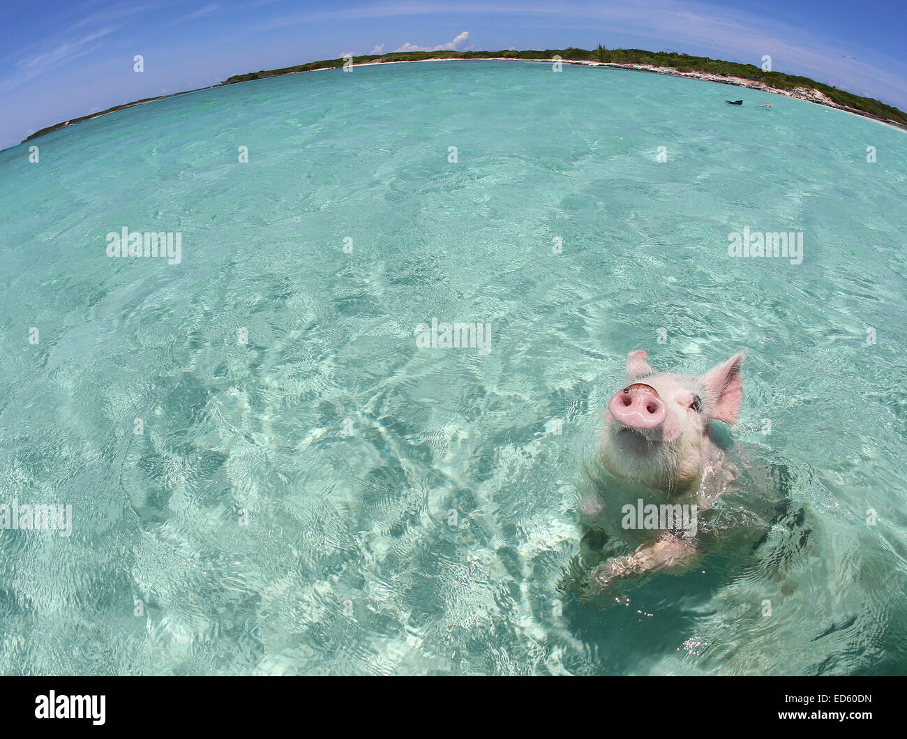 Is this hog heaven? The adorable swimming pigs of Exuma are swiftly becoming the latest social media sensation to hit the net, and a quick YouTube search will yield video after video of people ‘swimming with the pigs’.  After capturing the hearts of pop s Stock Photo