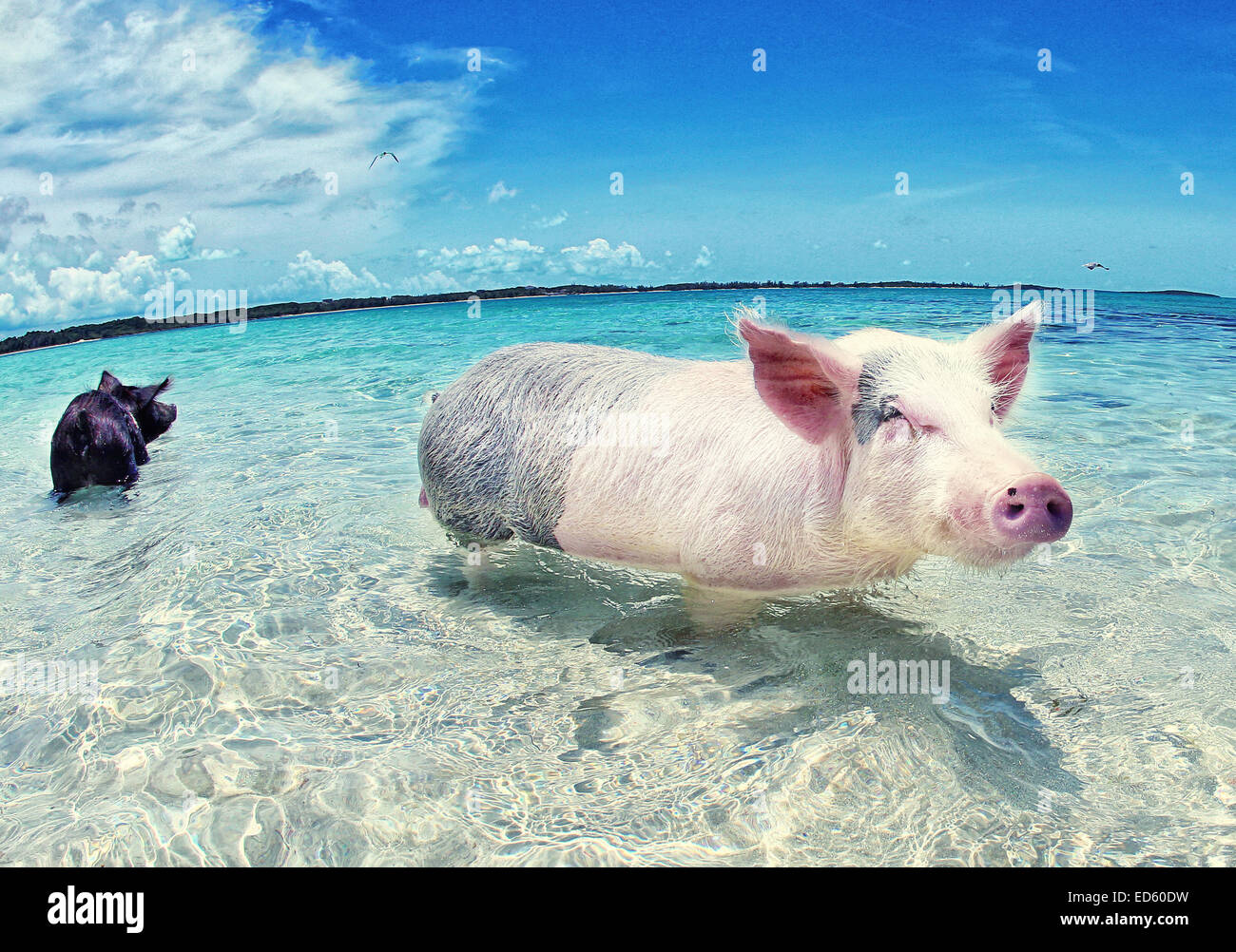 Pig Beach: How to visit the Bahamas Swimming Pigs in Staniel Cay Exuma