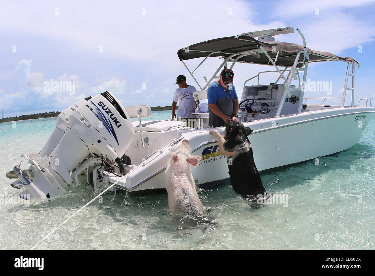 Is this hog heaven? The adorable swimming pigs of Exuma are swiftly becoming the latest social media sensation to hit the net, and a quick YouTube search will yield video after video of people ‘swimming with the pigs’.  After capturing the hearts of pop s Stock Photo