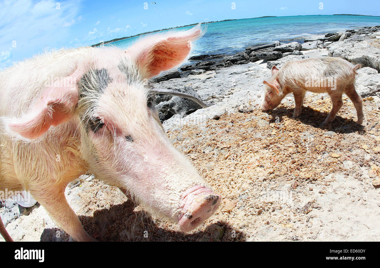 Is this hog heaven? The adorable swimming pigs of Exuma are swiftly becoming the latest social media sensation to hit the net, and a quick YouTube search will yield video after video of people ‘swimming with the pigs’.  After capturing the hearts of pop s Stock Photo