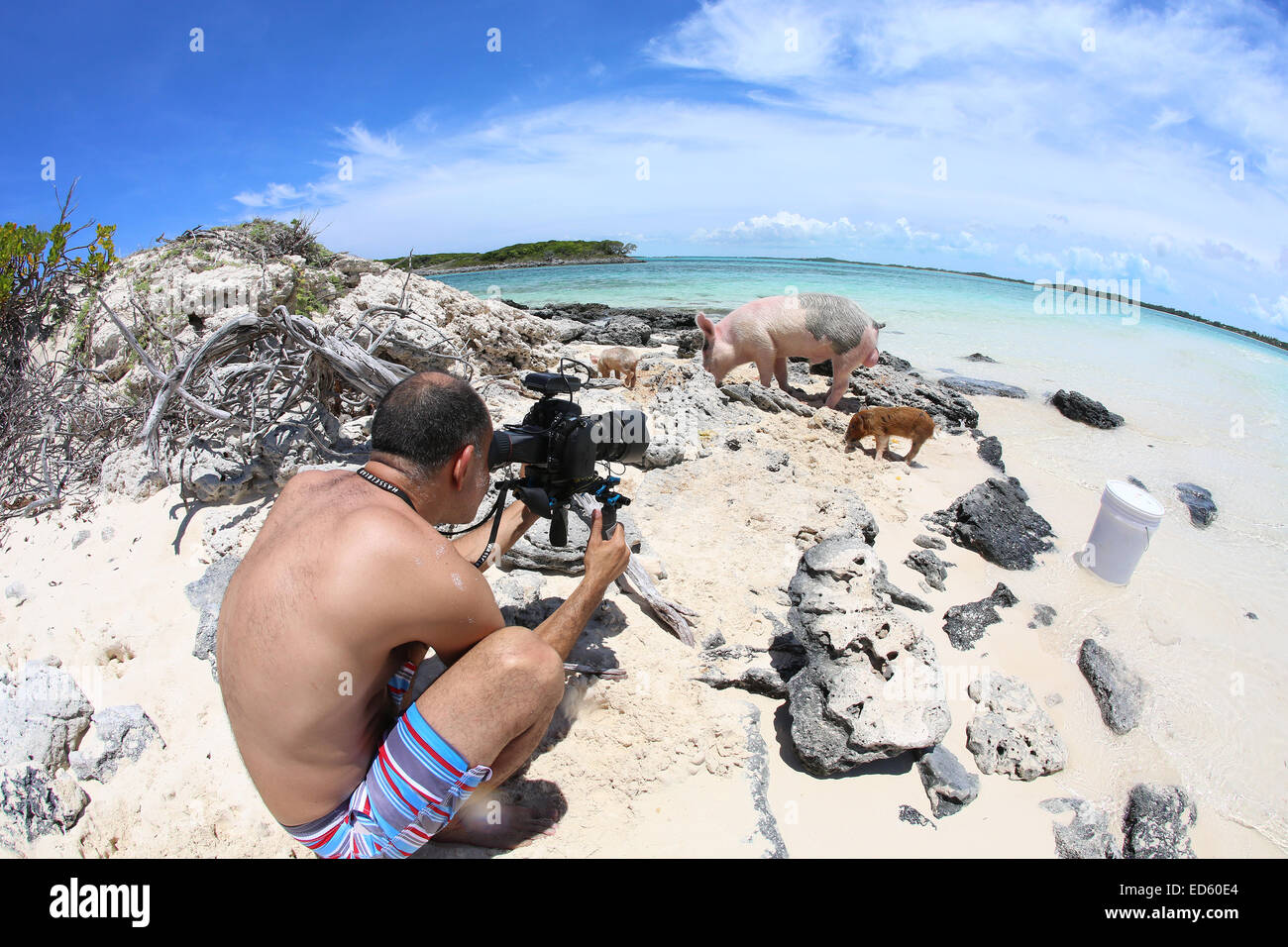 Is this hog heaven? The adorable swimming pigs of Exuma are swiftly becoming the latest social media sensation to hit the net, and a quick YouTube search will yield video after video of people ‘swimming with the pigs’.  After capturing the hearts of pop s Stock Photo