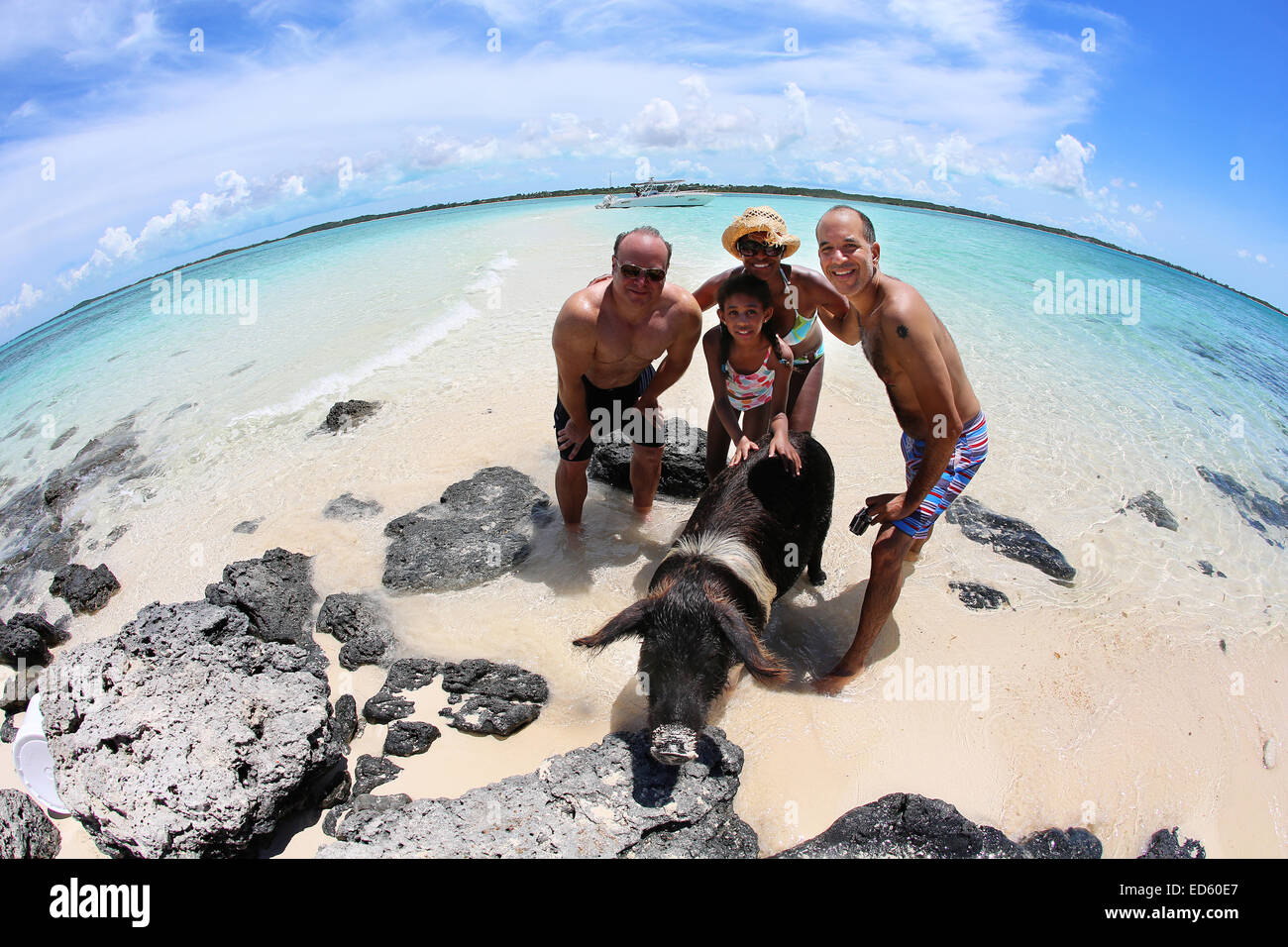 Is this hog heaven? The adorable swimming pigs of Exuma are swiftly becoming the latest social media sensation to hit the net, and a quick YouTube search will yield video after video of people ‘swimming with the pigs’.  After capturing the hearts of pop s Stock Photo