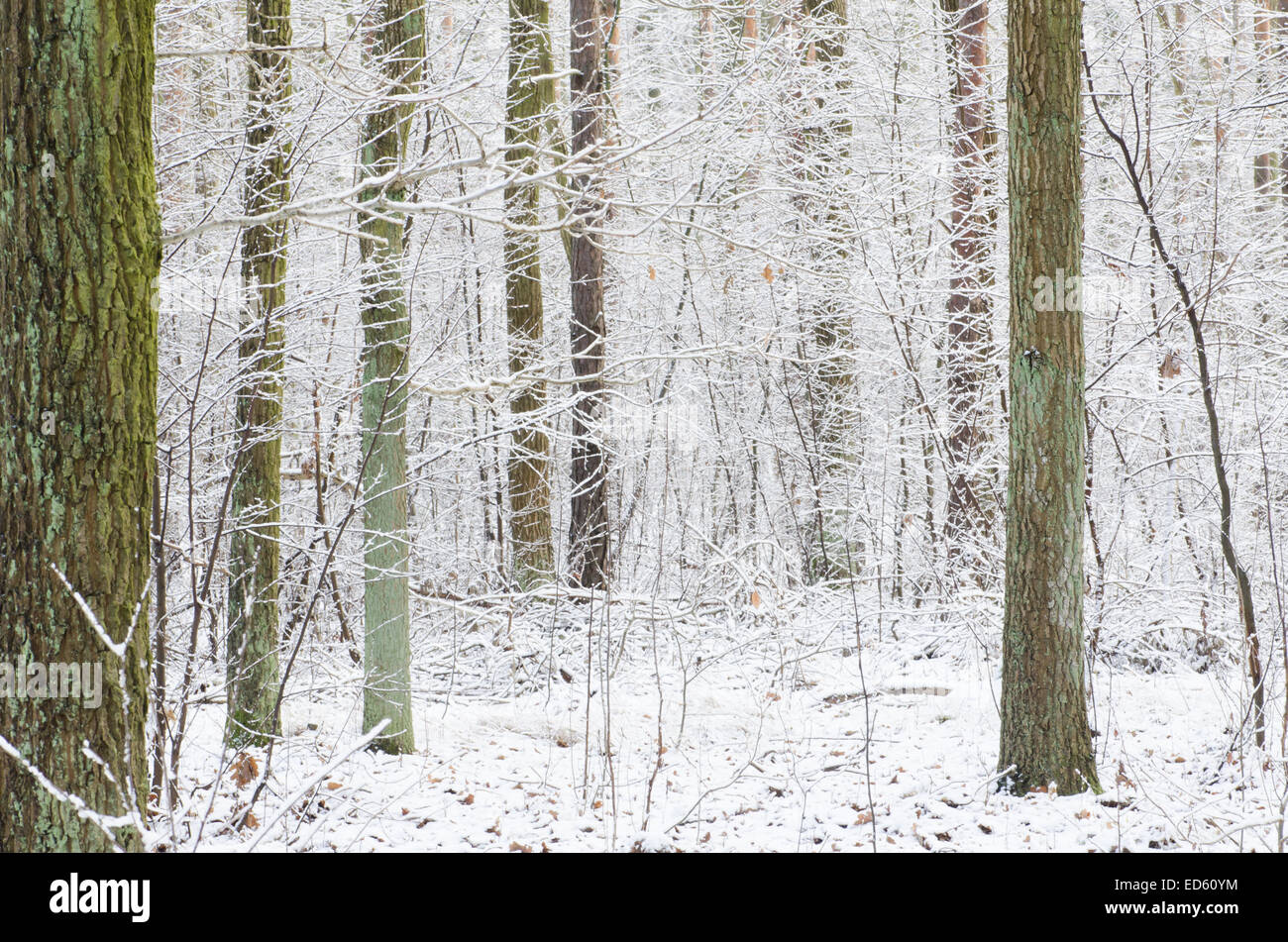 winter trees in forest covered with snow Stock Photo - Alamy
