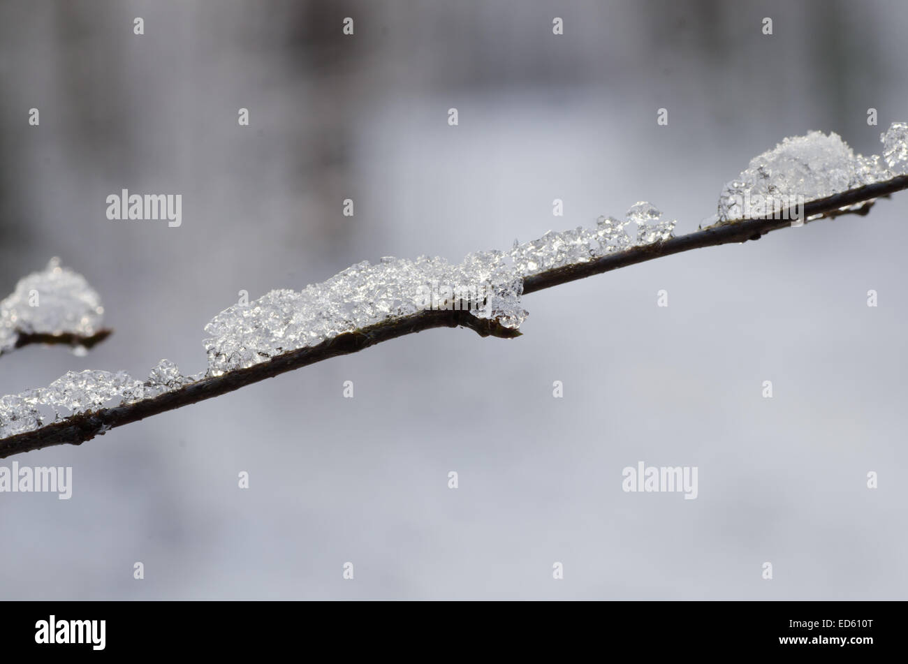 tree twig covered with snow Stock Photo