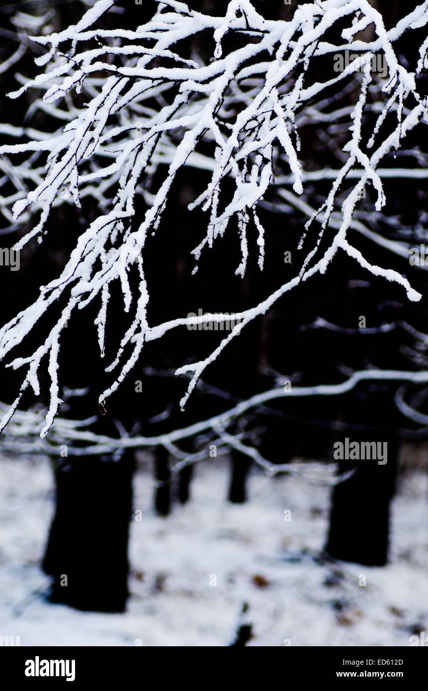 tree branches covered with snow in forest Stock Photo