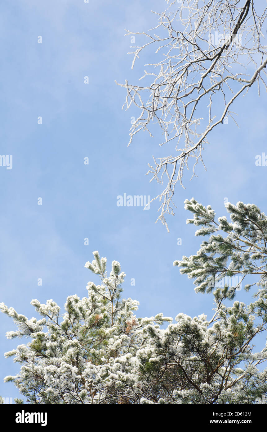 tree branches covered with snow against blue sky on sunny day Stock ...