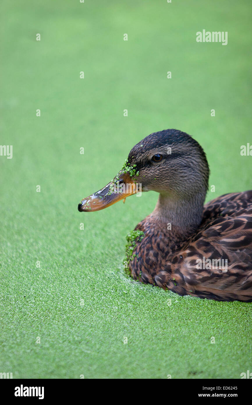 Close-up of a female Mallard duck swimming through an algae-covered pond Stock Photo