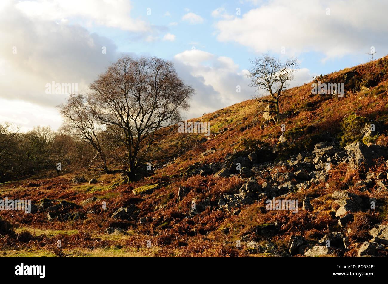 Winter trees on Garn Goch iron age hillfort Brecon Beacons National park Carmarthenshire Wales Stock Photo