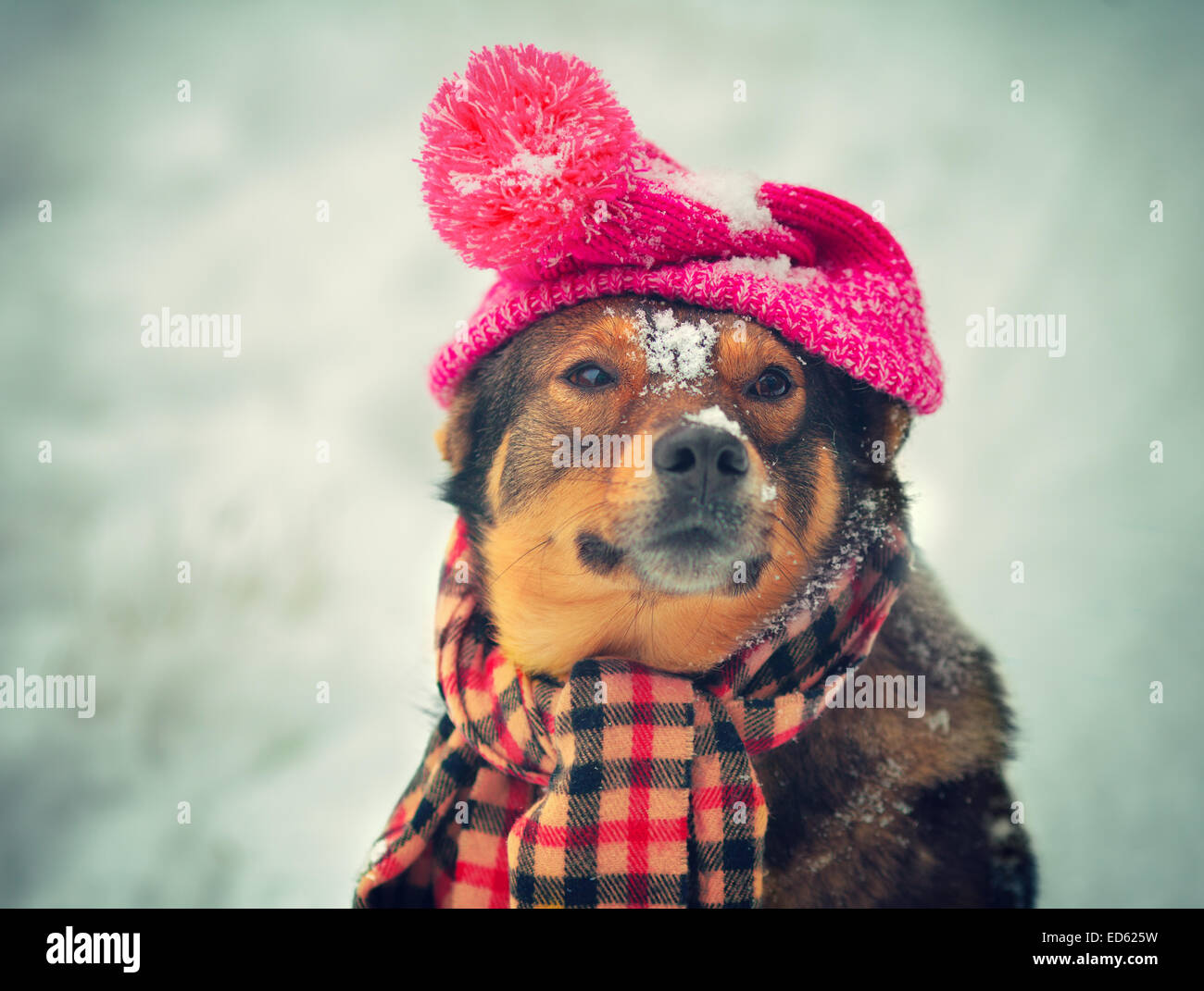 dog snow hat