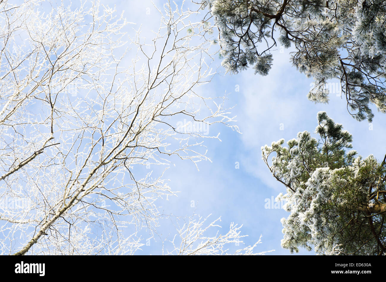 tree branches covered with snow against blue sky on sunny day Stock Photo