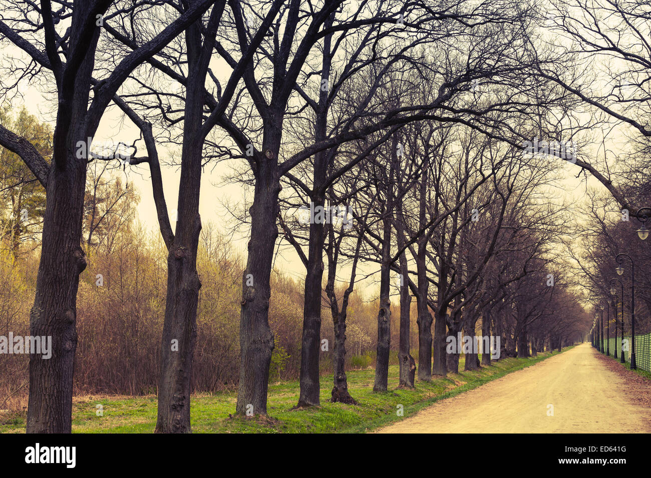 Autumnal park. Empty alley perspective with leafless tree silhouettes. Vintage toned photo filter effect Stock Photo