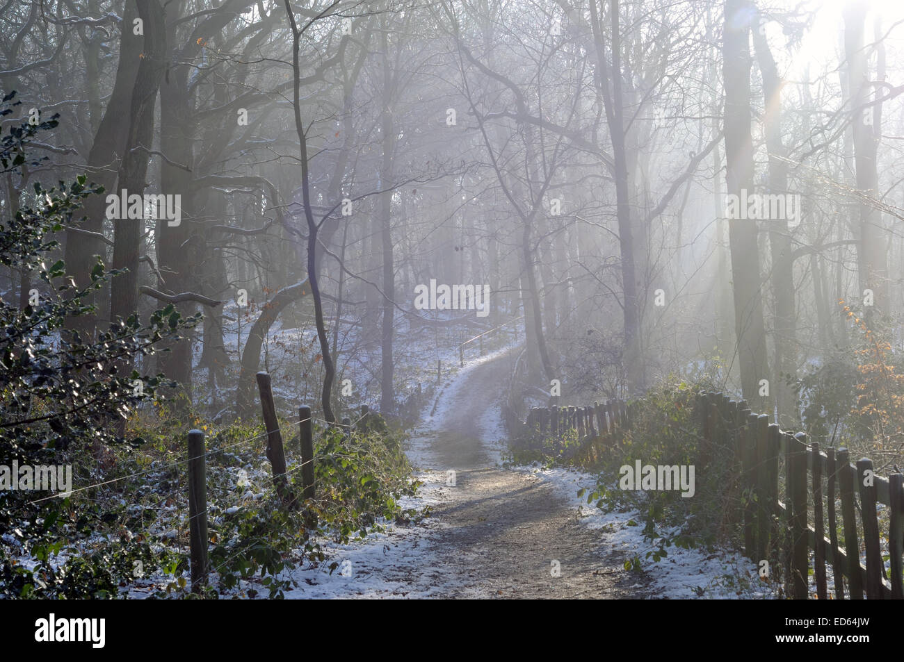 Moorgreen, Nottinghamshire, UK. 29th December, 2014. UK Weather: Freezing temperatures and strong sunlight illuminate Moorgreen woodlands ,ideal for an afternoon walk . Credit:  IFIMAGE/Alamy Live News Stock Photo