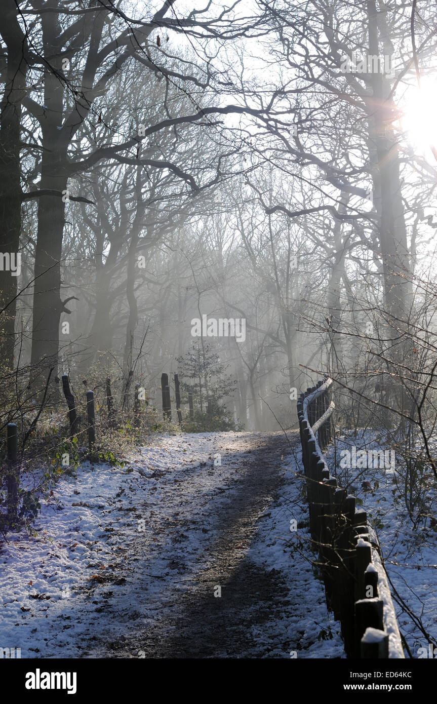 Moorgreen, Nottinghamshire, UK. 29th December, 2014. UK Weather: Freezing temperatures and strong sunlight illuminate Moorgreen woodlands ,ideal for an afternoon walk . Credit:  IFIMAGE/Alamy Live News Stock Photo