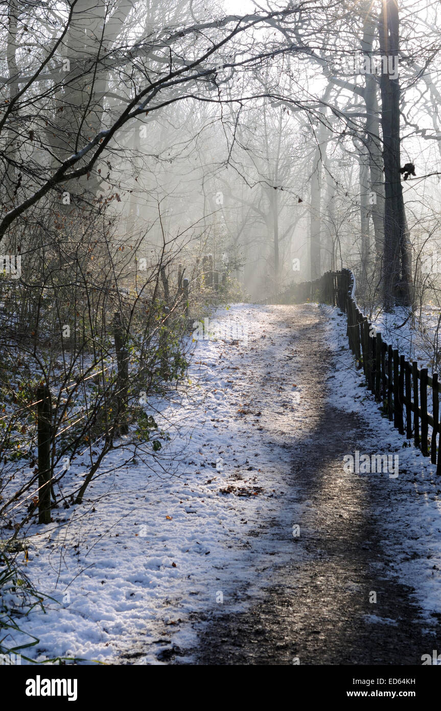 Moorgreen, Nottinghamshire, UK. 29th December, 2014. UK Weather: Freezing temperatures and strong sunlight illuminate Moorgreen woodlands ,ideal for an afternoon walk . Credit:  IFIMAGE/Alamy Live News Stock Photo
