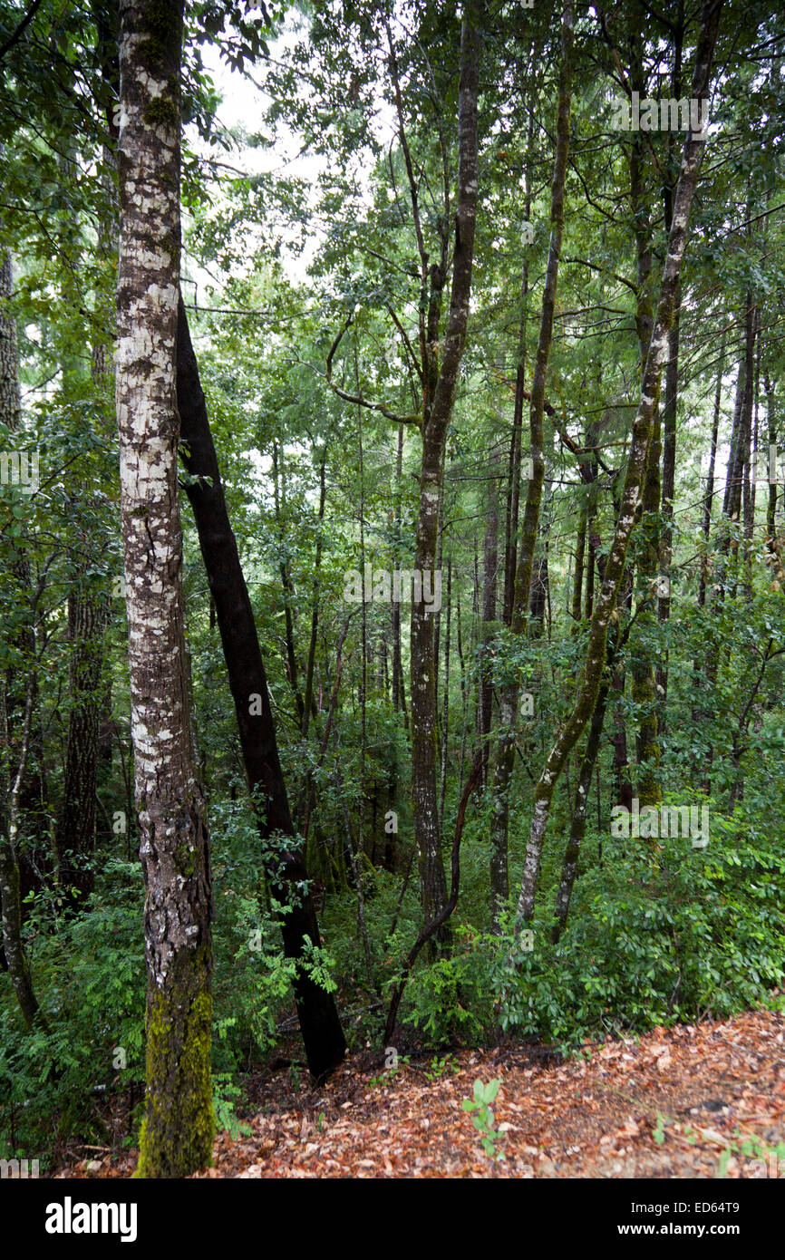 Trees in Northern California forest, seen from the Shoreline Highway