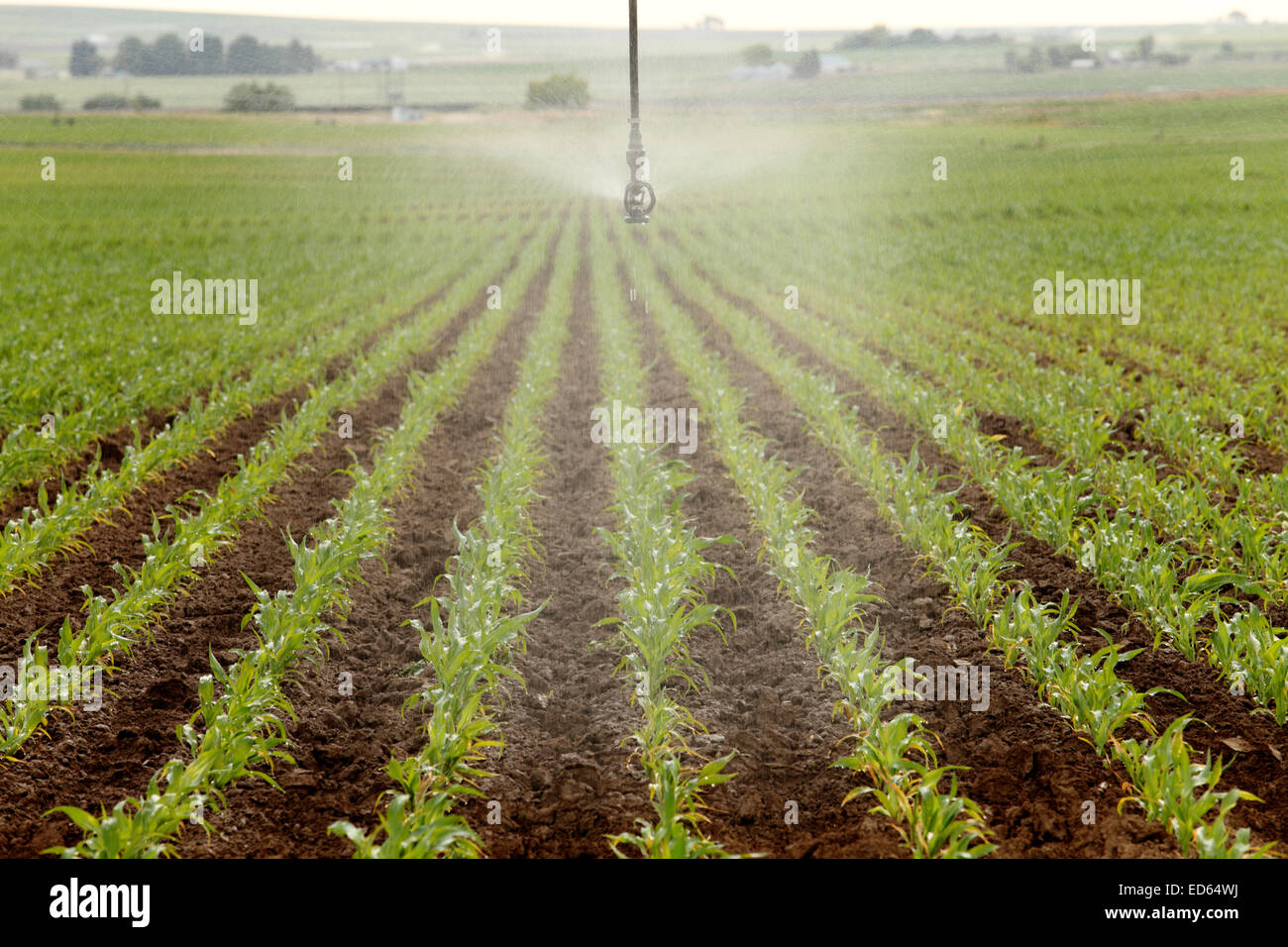 An agricultural irrigation system watering a corn field Stock Photo