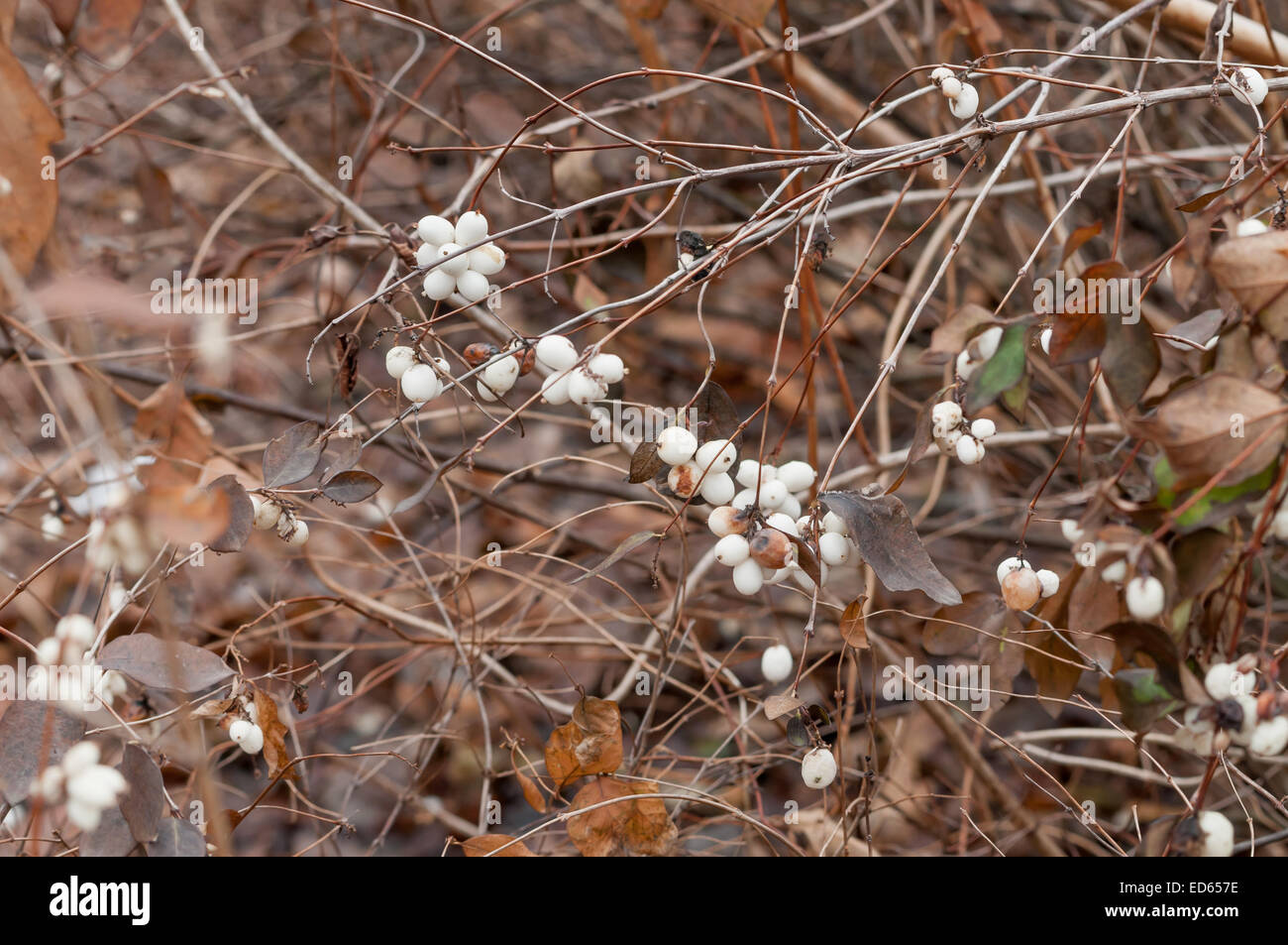 Snowberry bush with white fruits in winter Stock Photo