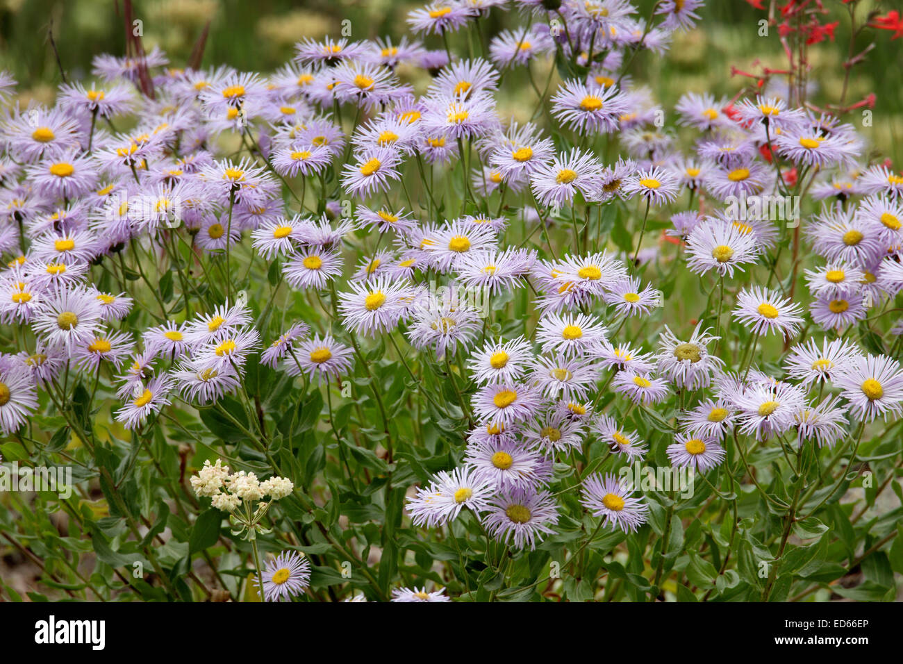 Western asters growing in the western United States Stock Photo