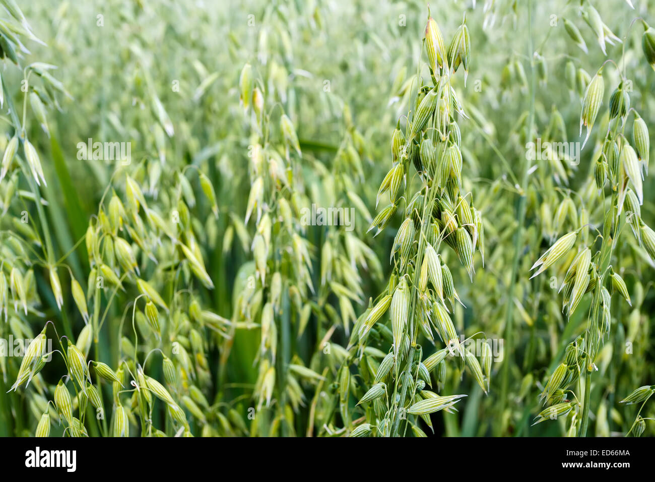 green oat grass growing in the field, with shallow focus Stock Photo