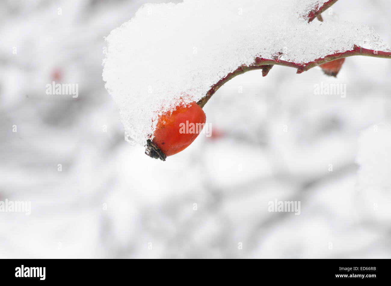 red wild rose berries on branches covered with snow Stock Photo - Alamy