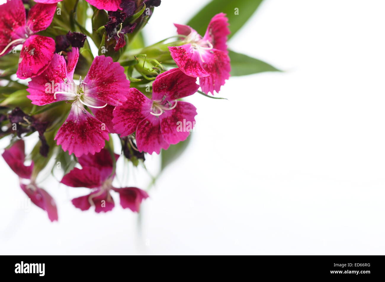 Macro Close up of pink flowers bouquet on light background Stock Photo ...