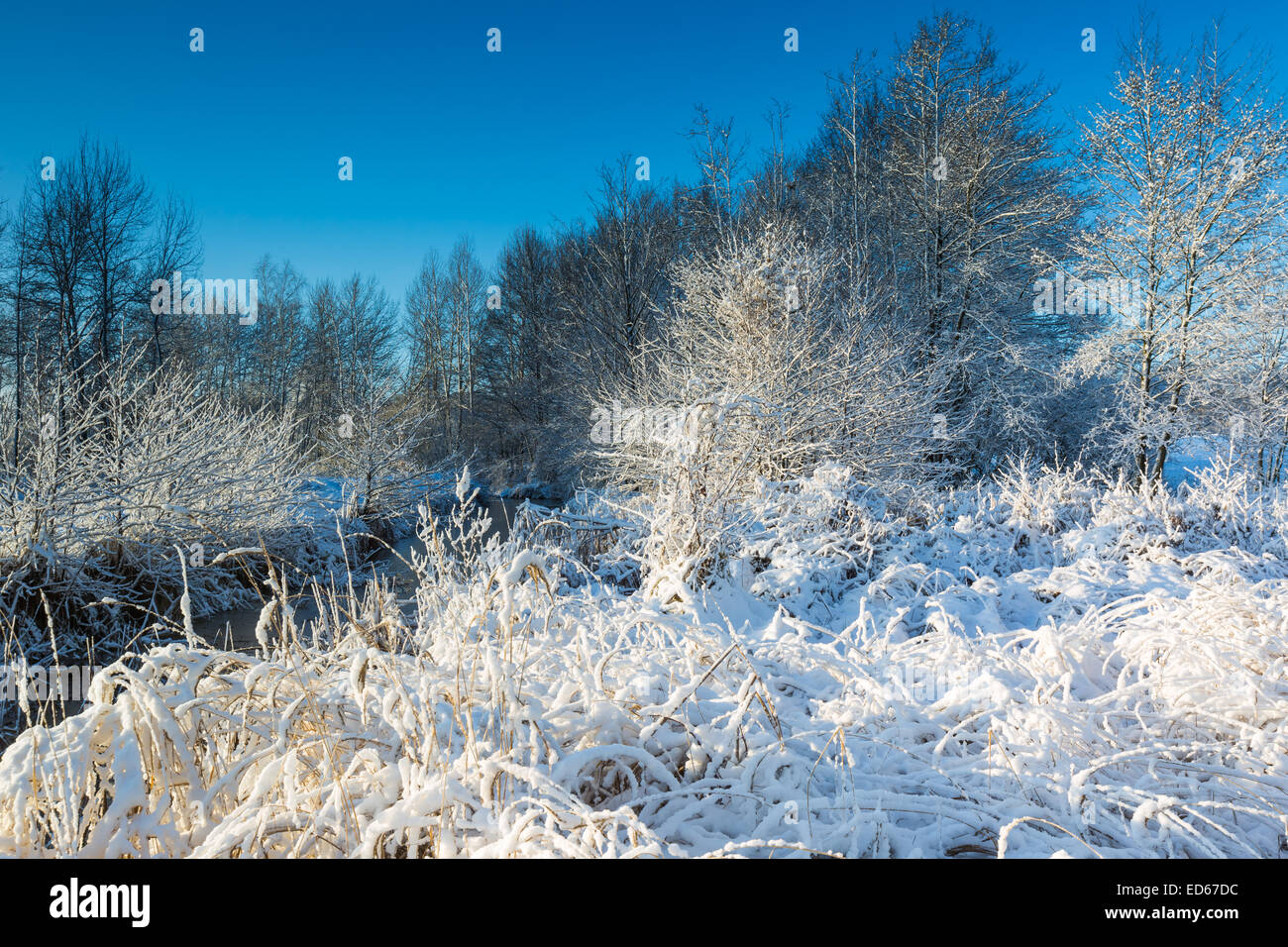 winter landscape with frosted river and plants under snow Stock Photo ...